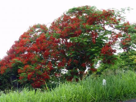 Martinique Juillet 2004